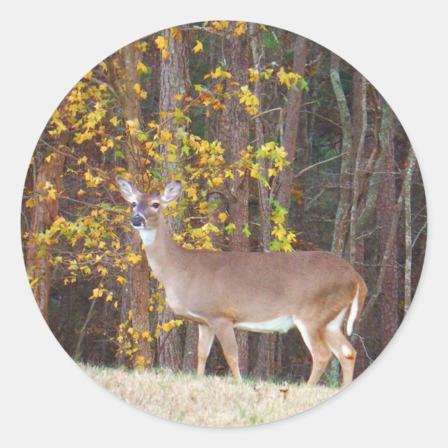 Deer in Front of Yellow Autumn Tree Classic Round Sticker (Front)