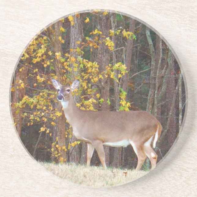 Deer in Front of Yellow Autumn Tree Coaster (Front)