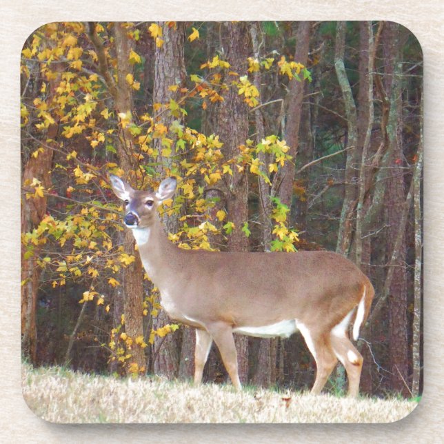 Deer in Front of Yellow Autumn Tree Coaster (Front)