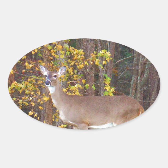 Deer in Front of Yellow Autumn Tree Oval Sticker (Front)