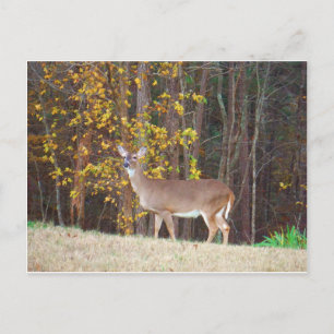 Deer in Front of Yellow Autumn Tree Postcard