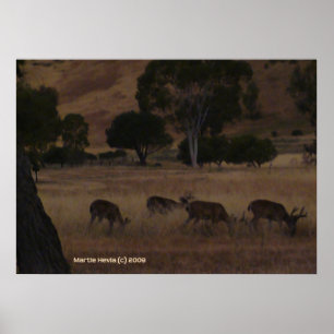 Deer in Hills Poster