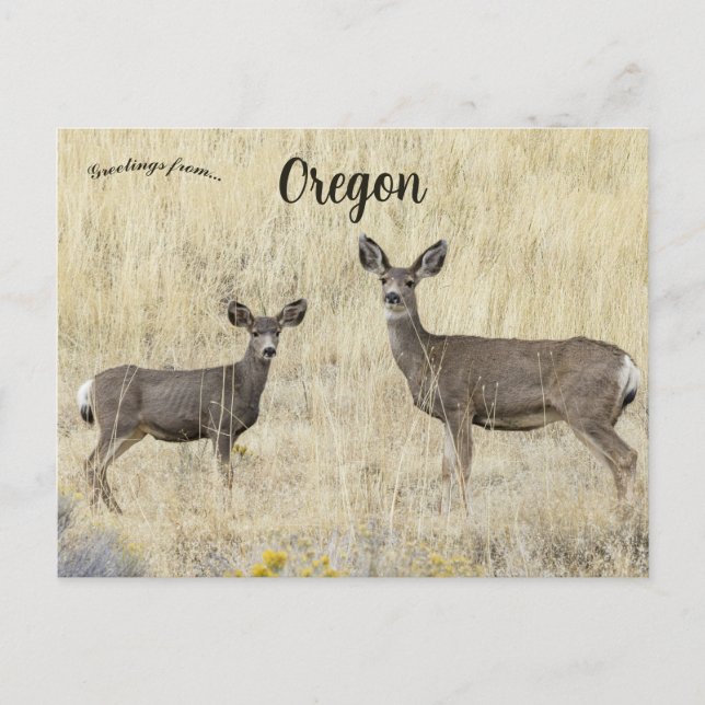 Deer in Klamath Falls Oregon USA Postcard (Front)