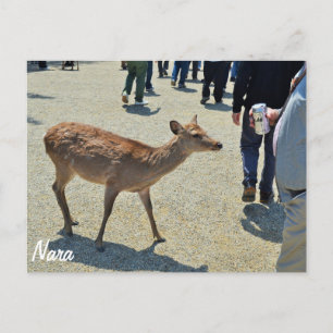 Deer in Nara Postcard