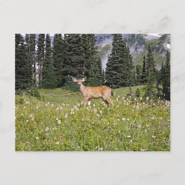 Deer in Paradise Park Postcard (Front)
