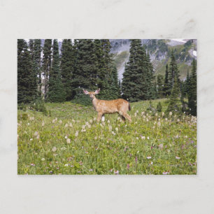 Deer in Paradise Park Postcard