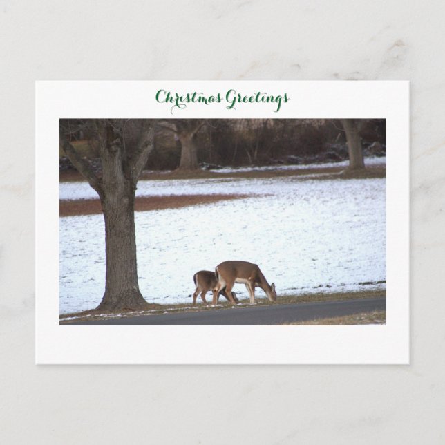 Deer in Snow Photo Postcard (Front)