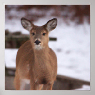 Deer In Snow Poster