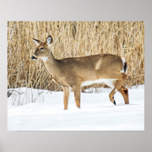 Deer in snow poster