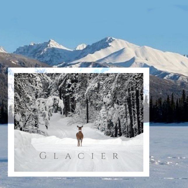 Deer in Snowy Clearing, Glacier National Park, MT Postcard (Creator Uploaded)