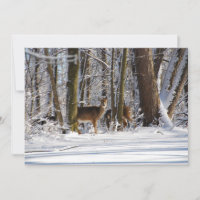 Deer in Snowy Eagle Creek City Park