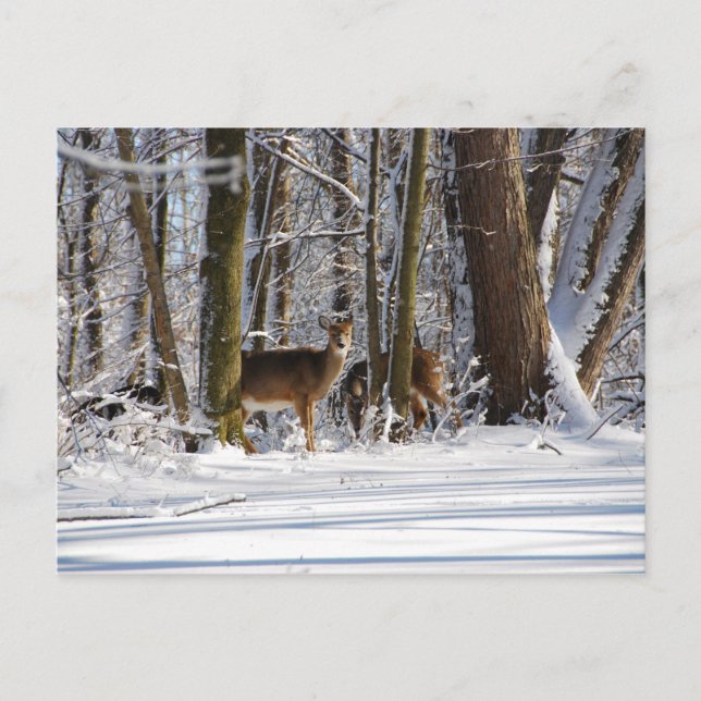 Deer in Snowy Eagle Creek City Park Holiday Postcard (Front)
