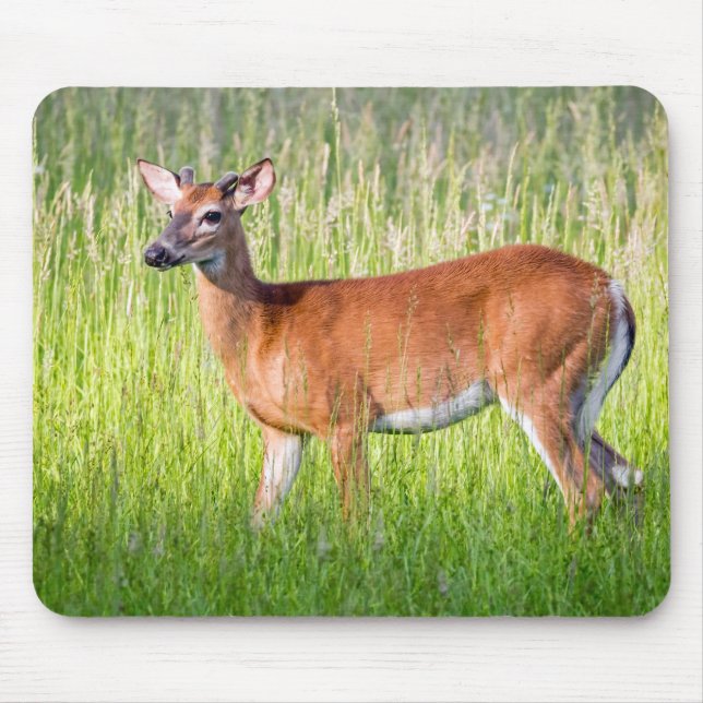 Deer In Tall Grass Mouse Mat (Front)