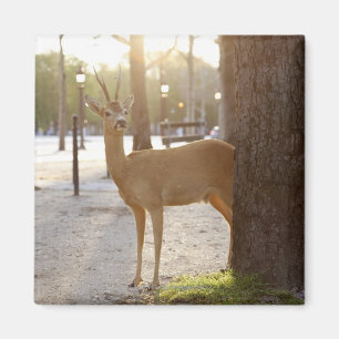 Deer in the city magnet
