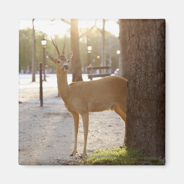 Deer in the city magnet (Front)