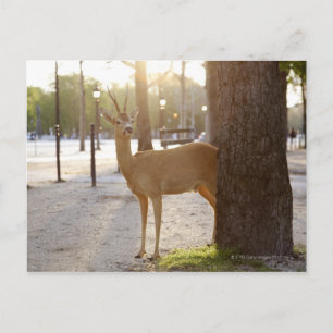 Deer in the city postcard