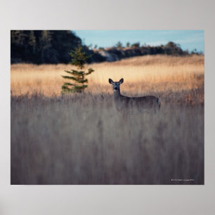 Deer in the Field Poster
