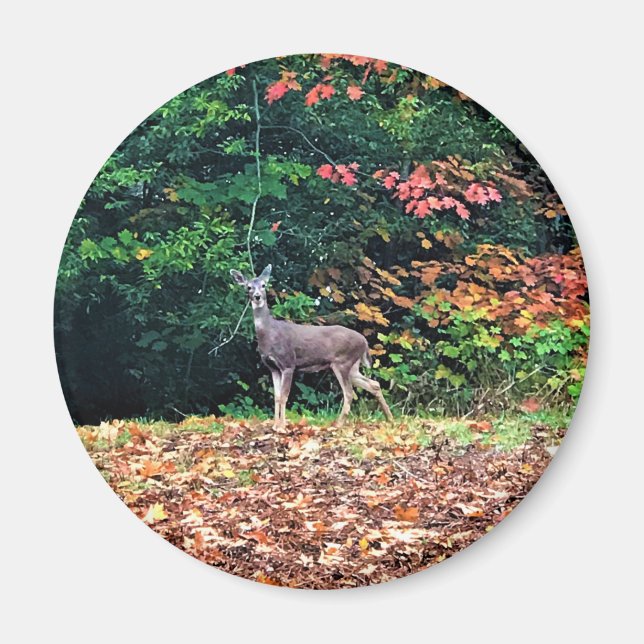 Deer in the Forest, Oregon Magnet (Front)