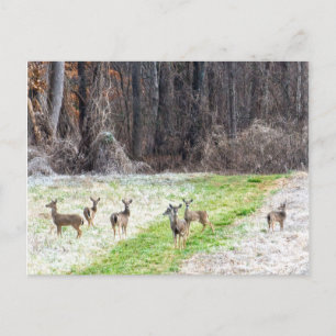 Deer in the Frost Postcard
