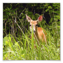 Deer in the Grass