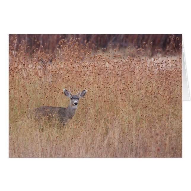 Deer in the Meadow (Front Horizontal)