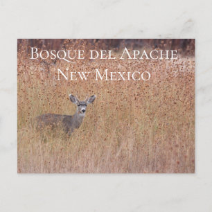 Deer in the Meadow, Bosque del Apache Postcard