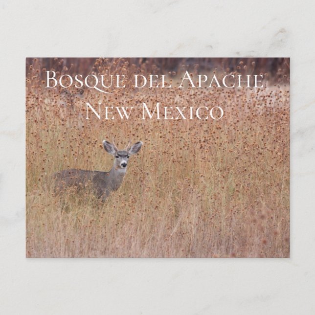Deer in the Meadow, Bosque del Apache  Postcard (Front)