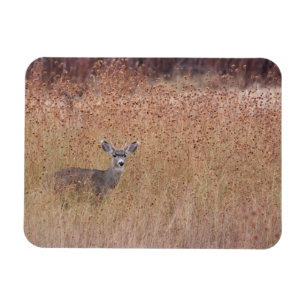 Deer in the meadow magnet