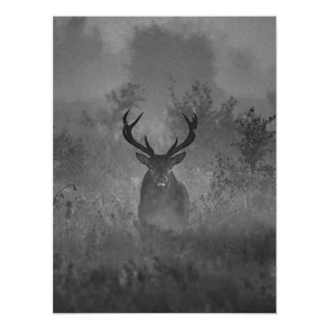 Deer In The Mist Photo Print (Front)