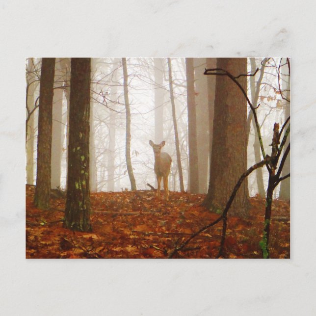 Deer in the Mist Postcard (Front)