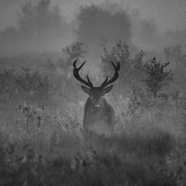 Deer In The Mist Round Cushion (Creator Uploaded)