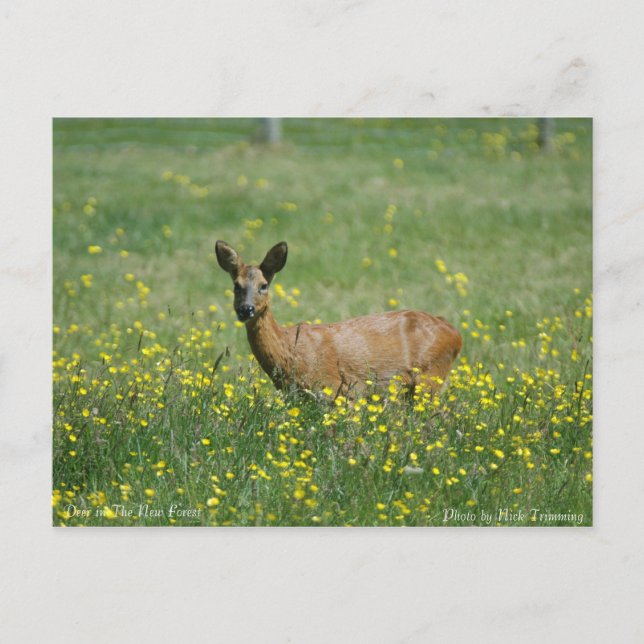 Deer in The New Forest Postcard (Front)