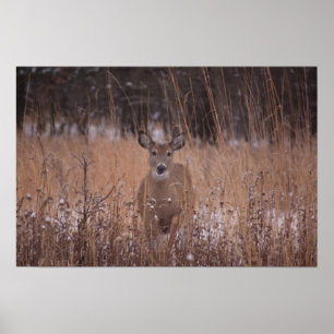 Deer in the park poster