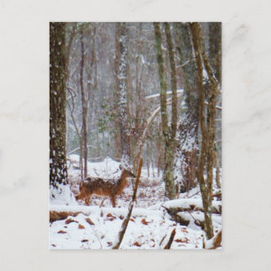 Deer in the snow fall postcard