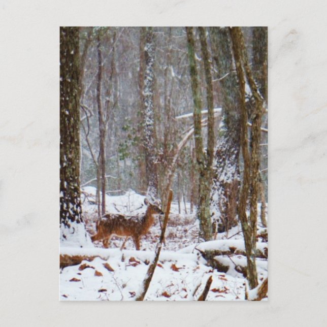 Deer in the snow fall postcard (Front)