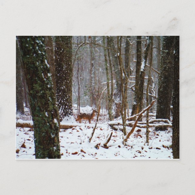 Deer in the snow fall postcard (Front)