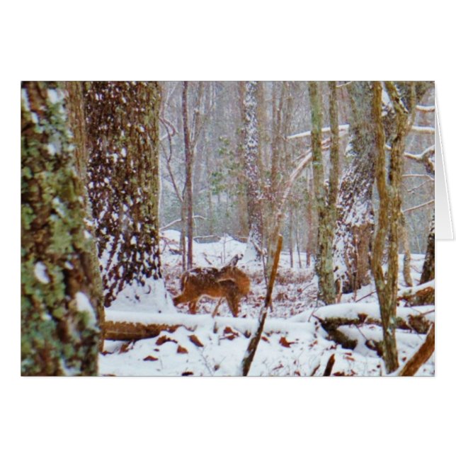Deer in the snow, licking leg (Front Horizontal)