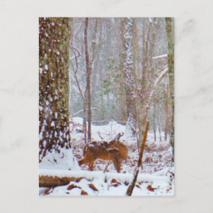 Deer in the snow, licking leg postcard