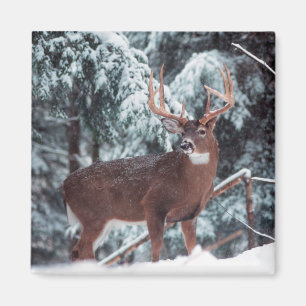 Deer in the Snow Magnet