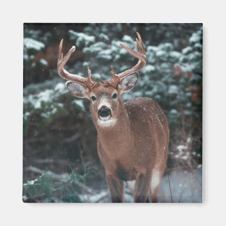 Deer in the Snow Magnet