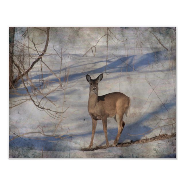 Deer in the snow photo print (Front)