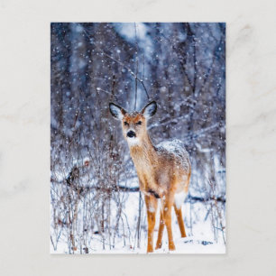 Deer in the Snow,  Postcard