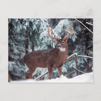 Deer in the Snow Postcard