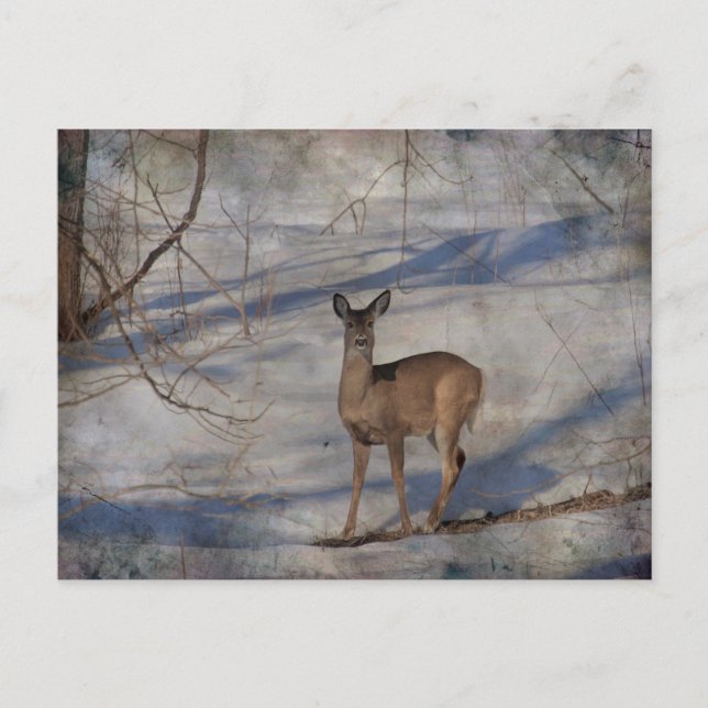 Deer in the snow postcard (Front)