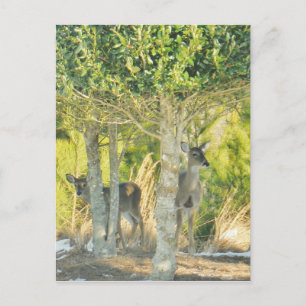 Deer in the snow postcard