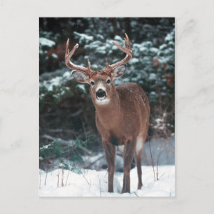 Deer in the Snow Postcard