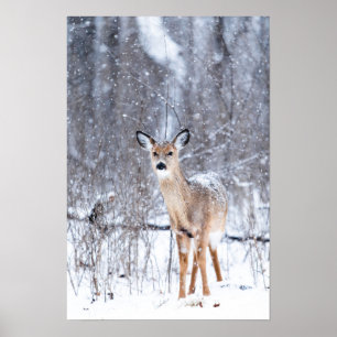 Deer in the Snow Poster