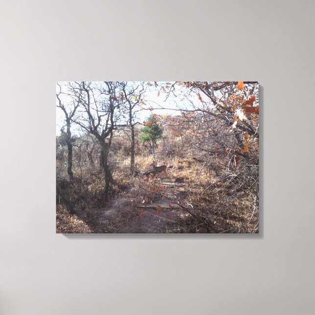 Deer in the Woods Canvas Print (Front)