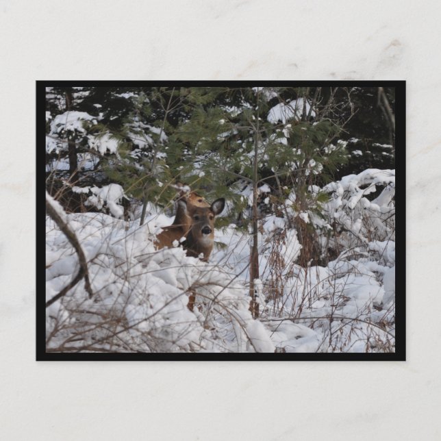 Deer in the Woods Postcard (Front)