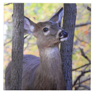 Deer in The Woods Tile